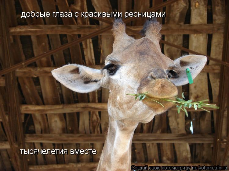 Котоматрица: добрые глаза с красивыми ресницами тысячелетия вместе