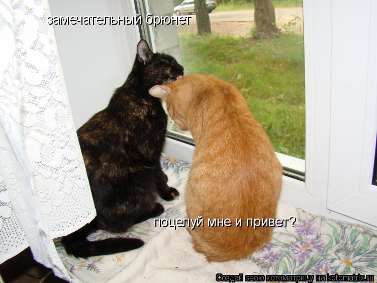 Котоматрица: замечательный брюнет поцелуй мне и привет?