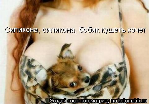 Котоматрица: Силикона, силикона, бобик кушать хочет