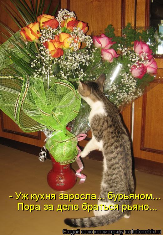 - Уж кухня заросла... бурьяном... Пора за дело браться рьяно...... Котоматрица: - Уж кухня заросла... бурьяном... Пора за дело браться рьяно...
