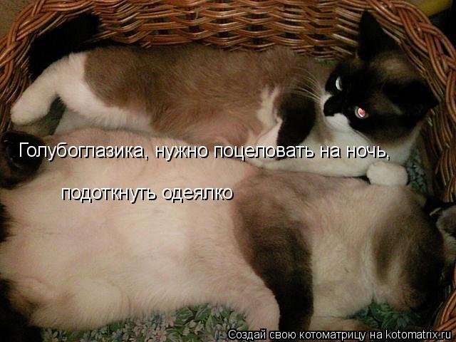 Котоматрица: Голубоглазика, нужно поцеловать на ночь, подоткнуть одеялко