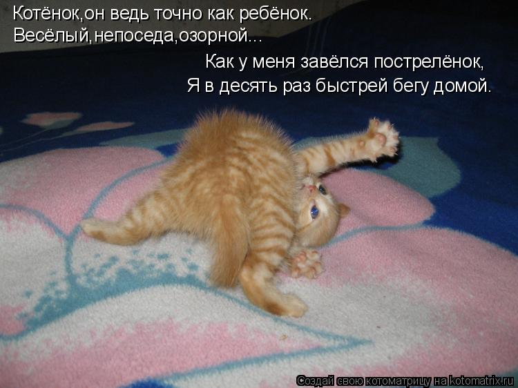 Котёнок,он ведь точно как ребёнок. Весёлый,непоседа,озорной... Как у меня завёлся пострелёнок, Я в де... Котоматрица: Котёнок,он ведь точно как ребёнок. Весёлый,непоседа,озорной... Как у меня завёлся пострелёнок, Я в десять раз быстрей бегу домой.