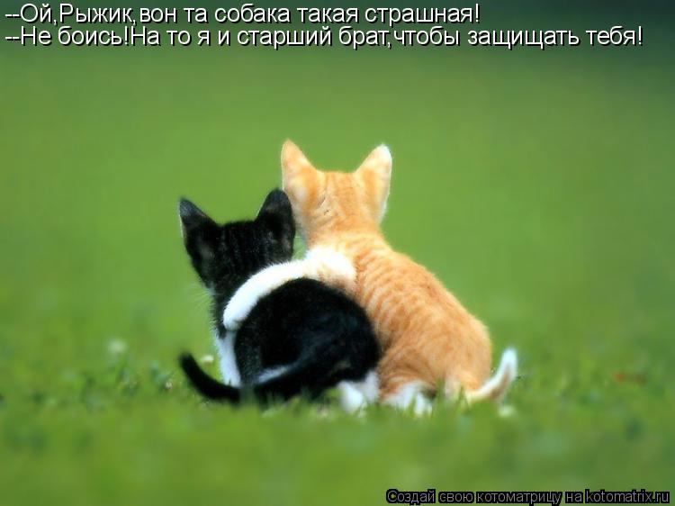 Котоматрица: --Ой,Рыжик,вон та собака такая страшная! --Не боись!На то я и старший брат,чтобы защищать тебя!