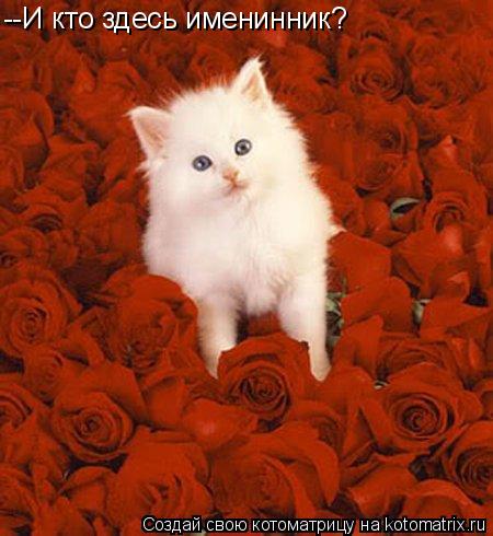 Котоматрица: --И кто здесь именинник?