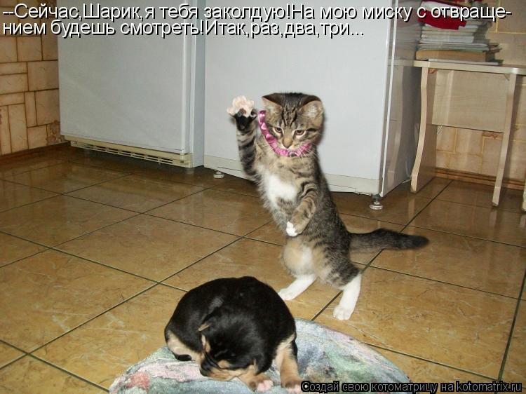 Котоматрица: --Сейчас,Шарик,я тебя заколдую!На мою миску с отвраще- нием будешь смотреть!Итак,раз,два,три...