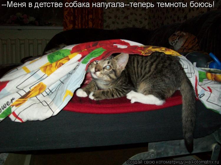 Котоматрица: --Меня в детстве собака напугала--теперь темноты боюсь!