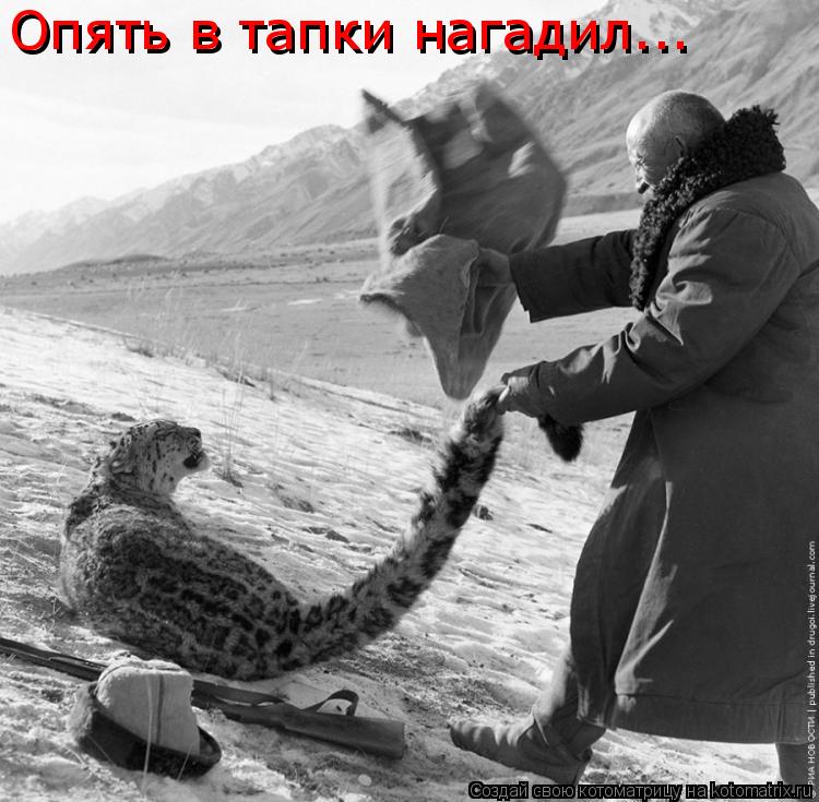 Котоматрица: Опять в тапки нагадил... Опять в тапки нагадил...