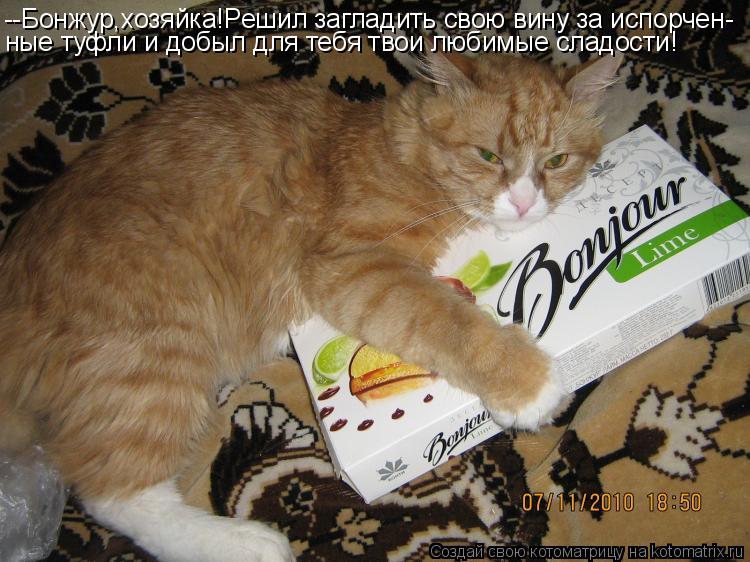 Котоматрица: --Бонжур,хозяйка!Решил загладить свою вину за испорчен- ные туфли и добыл для тебя твои любимые сладости!