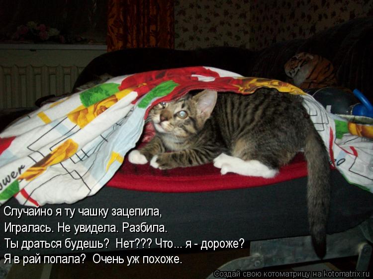 Случайно я ту чашку зацепила, Игралась. Не увидела. Разбила. Ты драться будешь? Нет??? Что... я - до... Котоматрица: Случайно я ту чашку зацепила, Игралась. Не увидела. Разбила. Ты драться будешь? Нет??? Что... я - дороже? Я в рай попала? Очень уж похоже.
