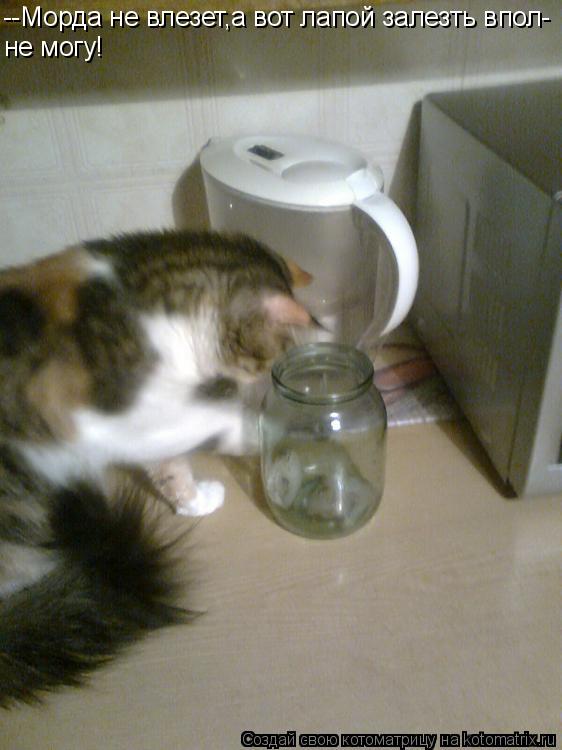 Котоматрица: --Морда не влезет,а вот лапой залезть впол- не могу!