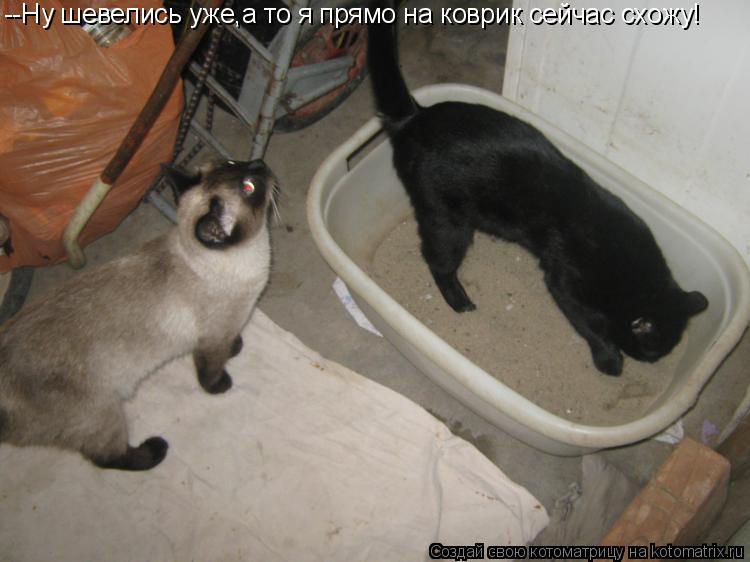 Котоматрица: --Ну шевелись уже,а то я прямо на коврик сейчас схожу!