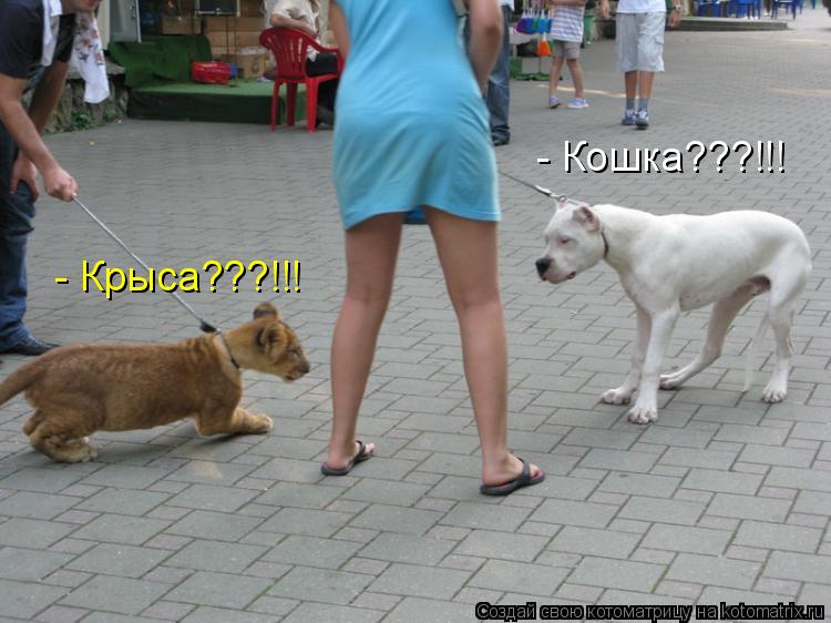 Котоматрица: - Кошка???!!! - Крыса???!!!