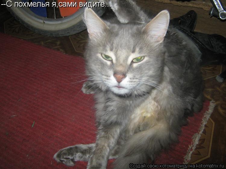 Котоматрица: --С похмелья я,сами видите...