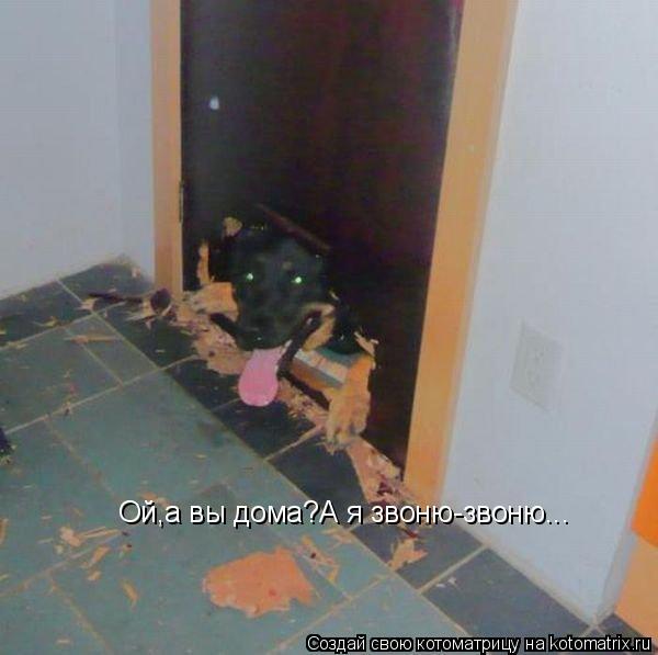 Ой,а вы дома?А я звоню-звоню...... Котоматрица: Ой,а вы дома?А я звоню-звоню...
