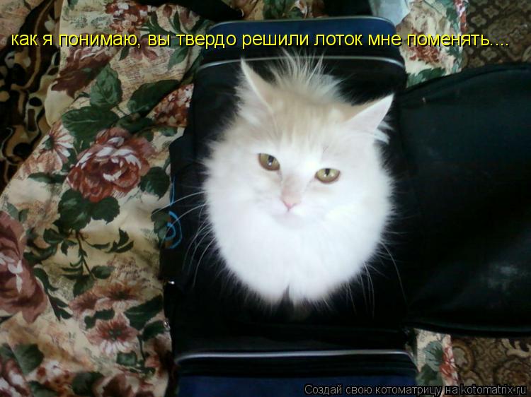 как я понимаю, вы твердо решили лоток мне поменять....... Котоматрица: как я понимаю, вы твердо решили лоток мне поменять....