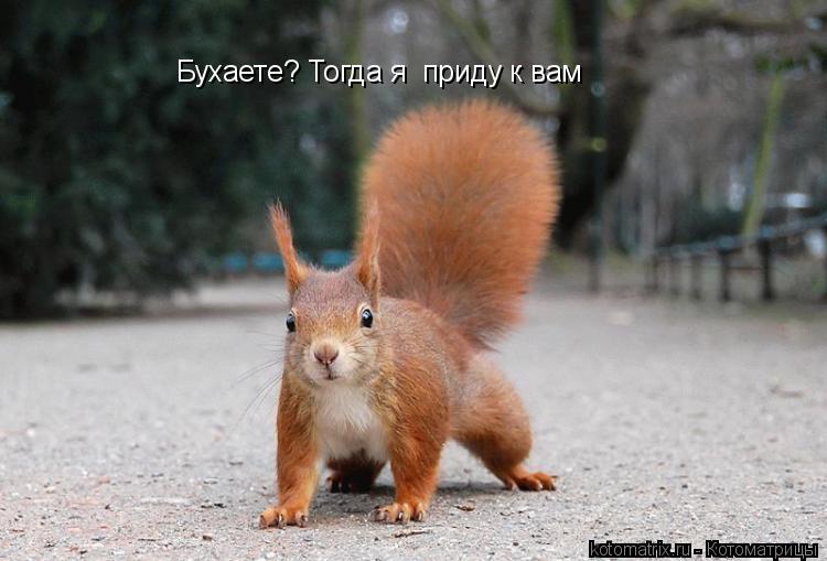 Бухаете? Тогда я приду к вам... Котоматрица: Бухаете? Тогда я приду к вам
