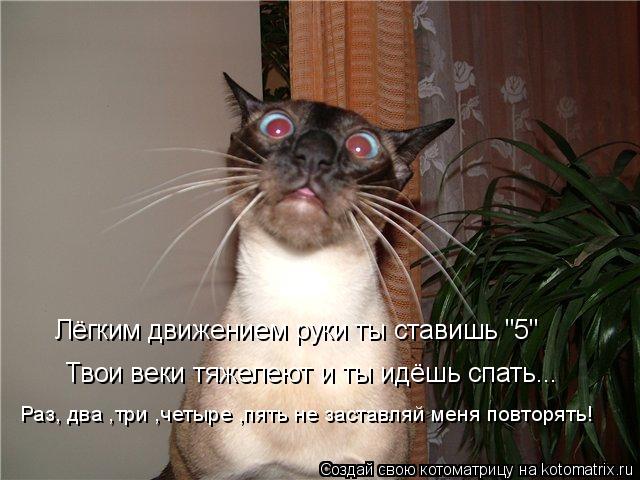 Котоматрица: Твои веки тяжелеют и ты идёшь спать... Раз, два ,три ,четыре ,пять не заставляй меня повторять! Лёгким движением руки ты ставишь "5"