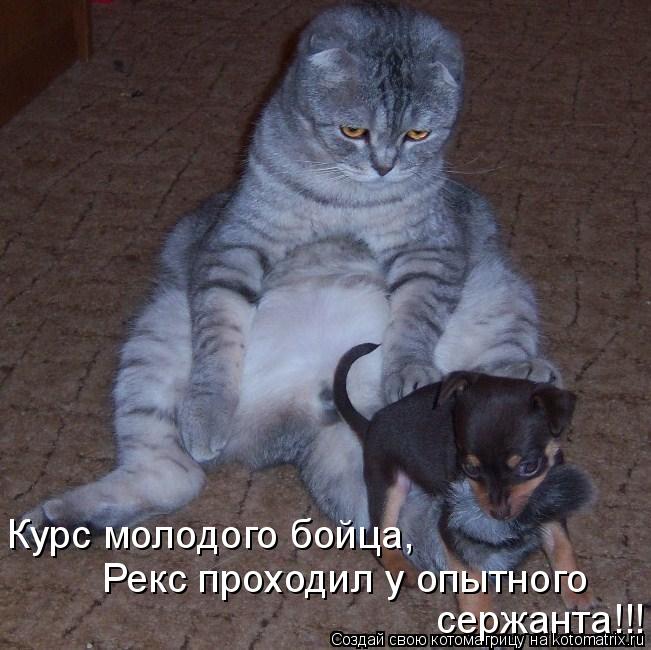 Курс молодого бойца, Рекс проходил у опытного сержанта!!!... Котоматрица: Курс молодого бойца, Рекс проходил у опытного сержанта!!!