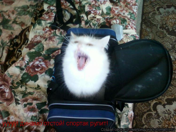 Котоматрица: ууууу! динамо отстой! спортак рулит!