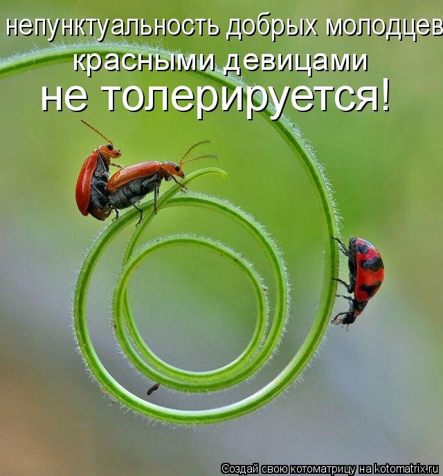 Котоматрица: непунктуальность добрых молодцев  красными девицами  не толерируется!