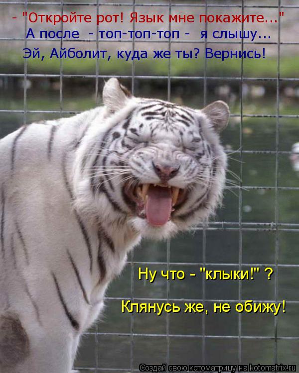 Котоматрица: - "Откройте рот! Язык мне покажите..."  А после  - топ-топ-топ -  я слышу... Эй, Айболит, куда же ты? Вернись! Клянусь же, не обижу! Ну что - "клыки!"