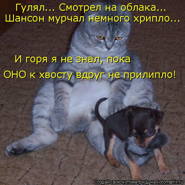 Гулял... Смотрел на облака... Шансон мурчал немного хрипло... И горя я не знал, пока ОНО к хвосту вдр... Котоматрица: Гулял... Смотрел на облака... Шансон мурчал немного хрипло... И горя я не знал, пока ОНО к хвосту вдруг не прилипло!