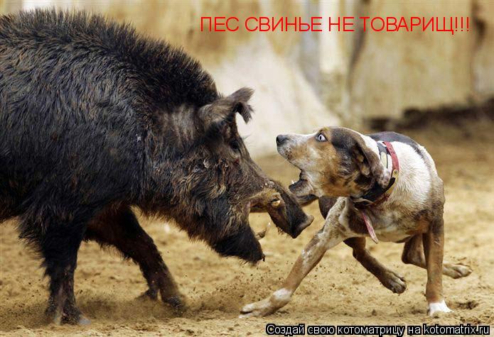 ПЕС СВИНЬЕ НЕ ТОВАРИЩ!!!... Котоматрица: ПЕС СВИНЬЕ НЕ ТОВАРИЩ!!!