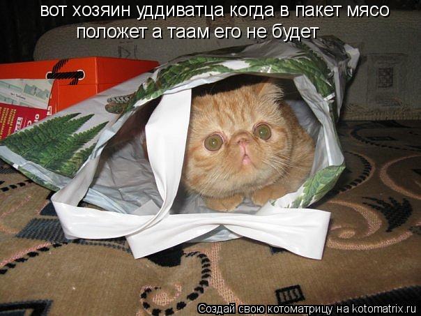 Котоматрица: вот хозяин уддиватца когда в пакет мясо  положет а таам его не будет