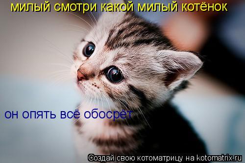 милый смотри какой милый котёнок он опять всё обосрёт... Котоматрица: милый смотри какой милый котёнок он опять всё обосрёт