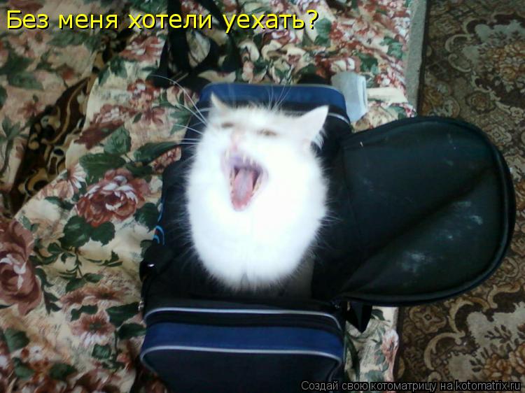 Котоматрица: Без меня хотели уехать?