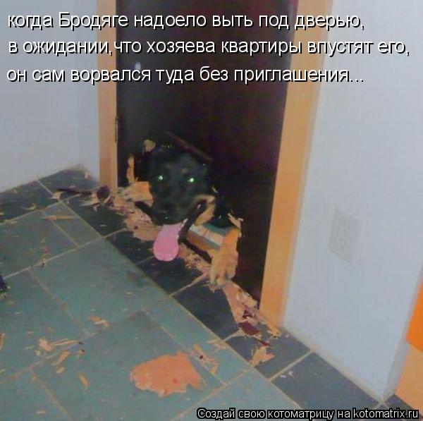 Котоматрица: когда Бродяге надоело выть под дверью, в ожидании,что хозяева квартиры впустят его, он сам ворвался туда без приглашения...