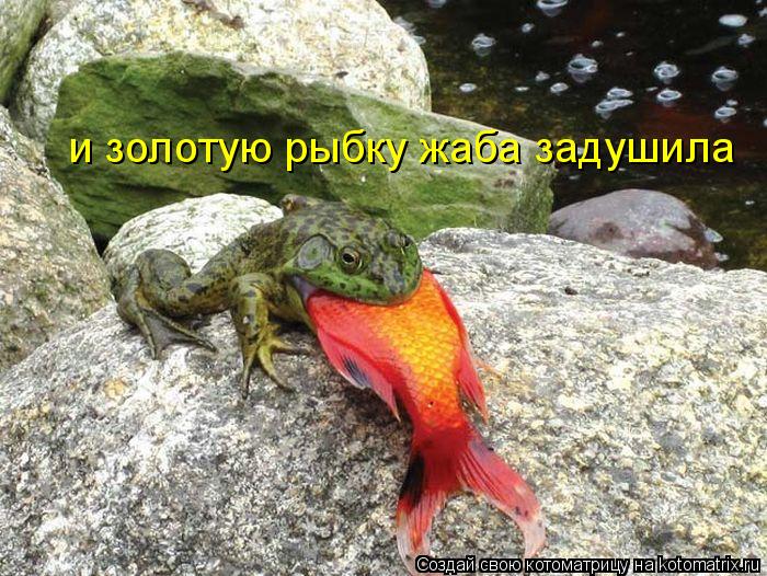 Котоматрица: и золотую рыбку жаба задушила