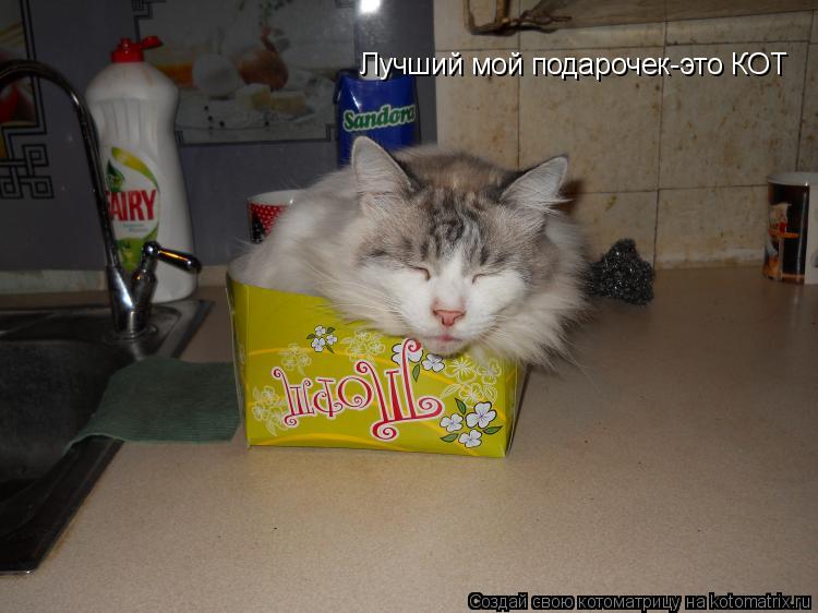 Котоматрица: Лучший мой подарочек-это КОТ