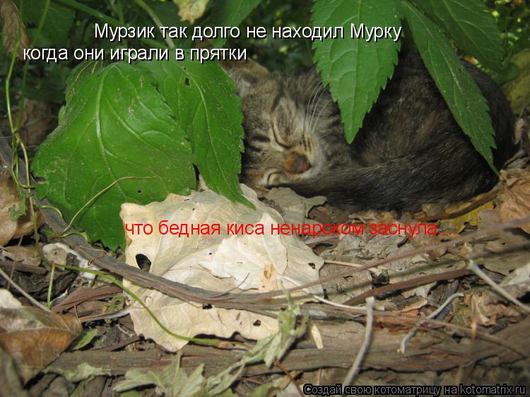 Котоматрица: Мурзик так долго не находил Мурку когда они играли в прятки что бедная киса ненароком заснула...