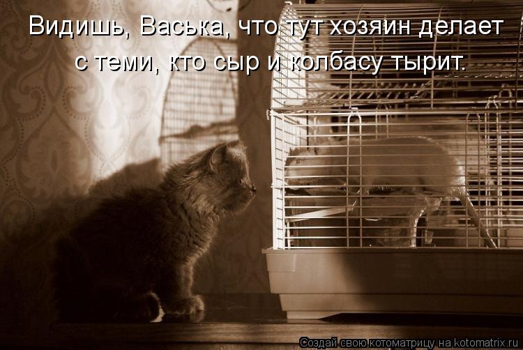 Видишь, Васька, что тут хозяин делает с теми, кто сыр и колбасу тырит.... Котоматрица: Видишь, Васька, что тут хозяин делает с теми, кто сыр и колбасу тырит.