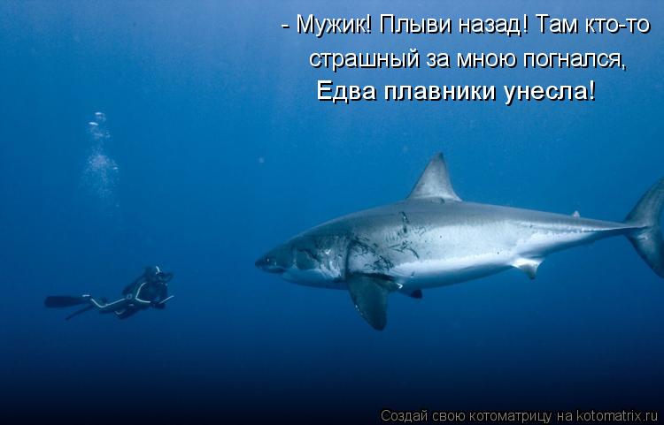 страшный за мною погнался, Едва плавники унесла! - Мужик! Плыви назад! Там кто-то... Котоматрица: страшный за мною погнался, Едва плавники унесла! - Мужик! Плыви назад! Там кто-то