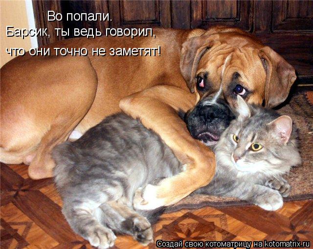 Во попали. Барсик, ты ведь говорил, что они точно не заметят!... Котоматрица: Во попали. Барсик, ты ведь говорил, что они точно не заметят!
