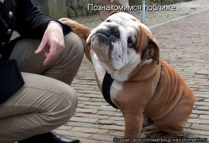 Познакомимся поближе..... Котоматрица: Познакомимся поближе..
