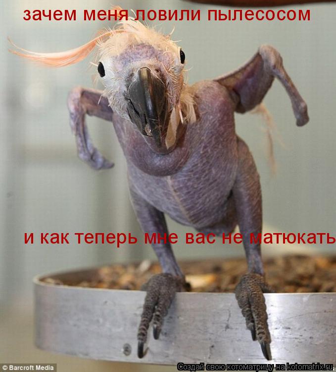 зачем меня ловили пылесосом и как теперь мне вас не матюкать... Котоматрица: зачем меня ловили пылесосом и как теперь мне вас не матюкать