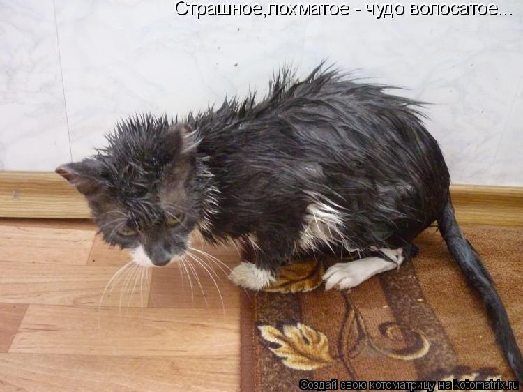 Страшное,лохматое - чудо волосатое...... Котоматрица: Страшное,лохматое - чудо волосатое...