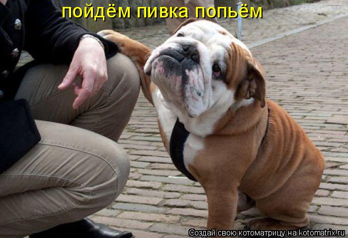 пойдём пивка попьём... Котоматрица: пойдём пивка попьём