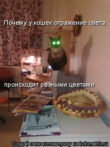 Почему у кошек отражение света происходит разными цветами... Котоматрица: Почему у кошек отражение света происходит разными цветами