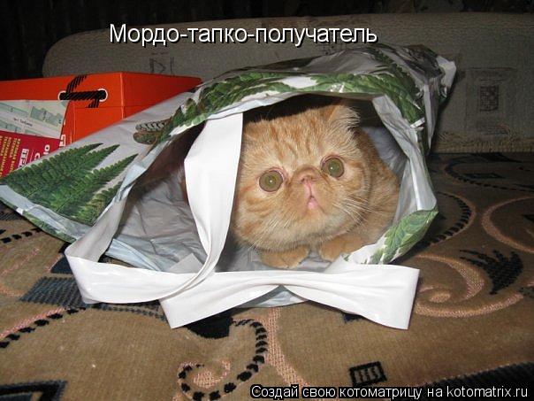 Мордо-тапко-получатель... Котоматрица: Мордо-тапко-получатель