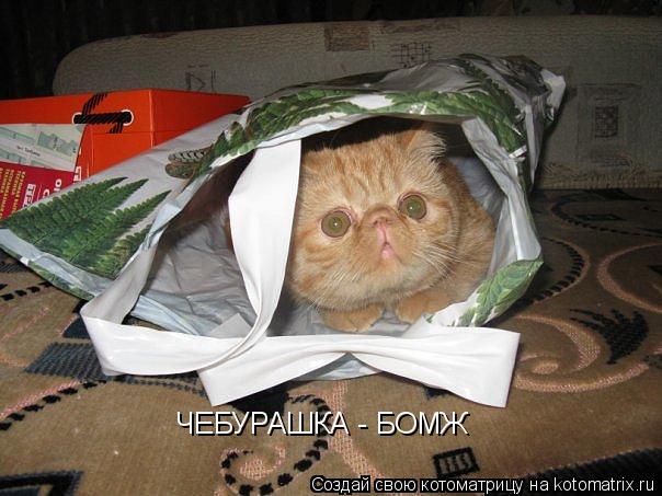 ЧЕБУРАШКА - БОМЖ... Котоматрица: ЧЕБУРАШКА - БОМЖ