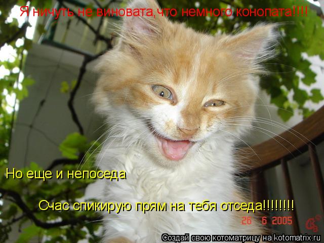 Я ничуть не виновата,что немного конопата!!!! Но еще и непоседа Счас спикирую прям на тебя отседа!!!!... Котоматрица: Я ничуть не виновата,что немного конопата!!!! Но еще и непоседа Счас спикирую прям на тебя отседа!!!!!!!!