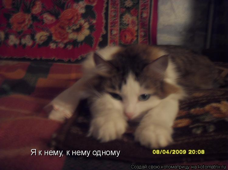 Я к нему, к нему одному... Котоматрица: Я к нему, к нему одному