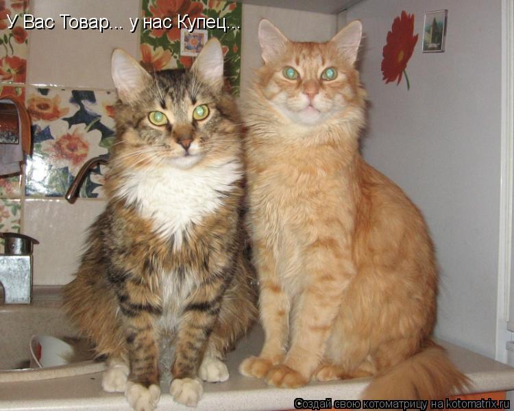 У Вас Товар... у нас Купец...... Котоматрица: У Вас Товар... у нас Купец...