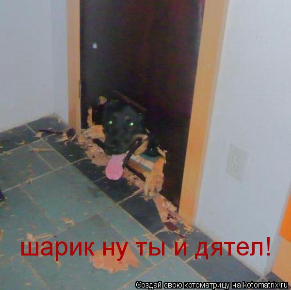 шарик ну ты и дятел!... Котоматрица: шарик ну ты и дятел!