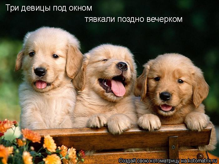 Три девицы под окном тявкали поздно вечерком... Котоматрица: Три девицы под окном тявкали поздно вечерком
