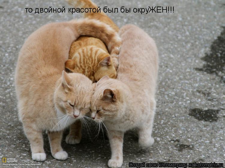 то двойной красотой был бы окруЖЕН!!!... Котоматрица: то двойной красотой был бы окруЖЕН!!!